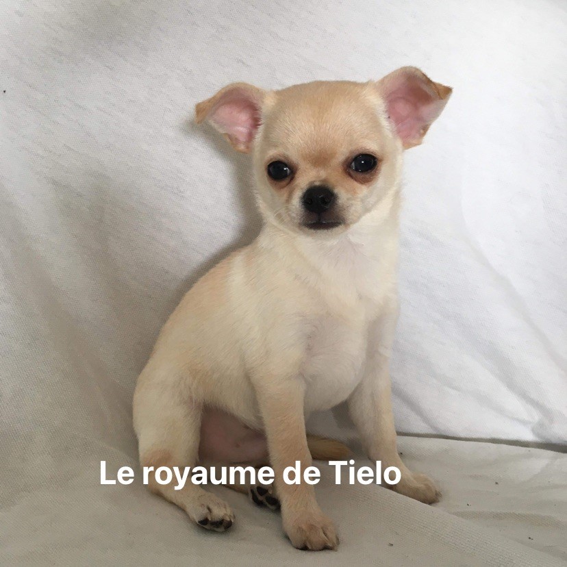 du Royaume De Tielo - Chiot disponible  - Chihuahua