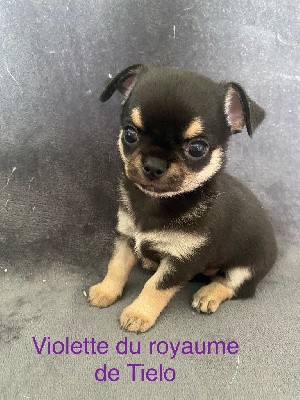 violette