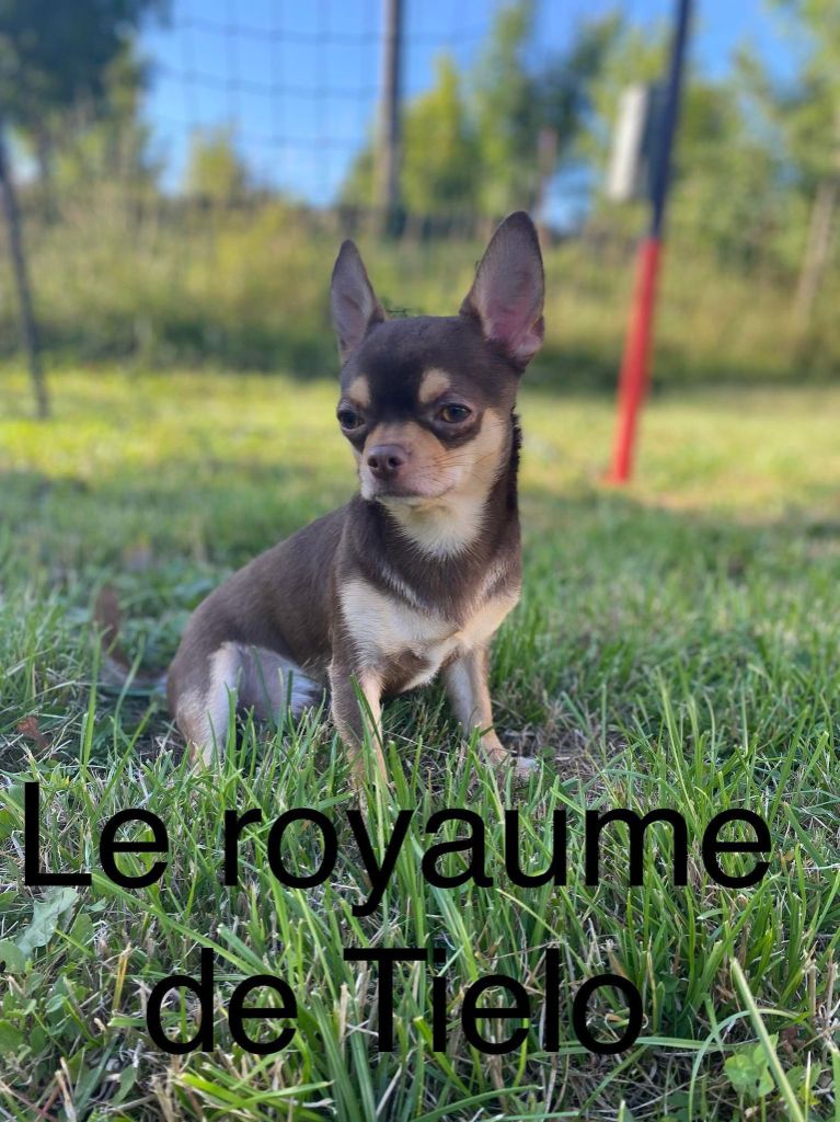 Ridzy prince Du Castel Des Petits Coeurs