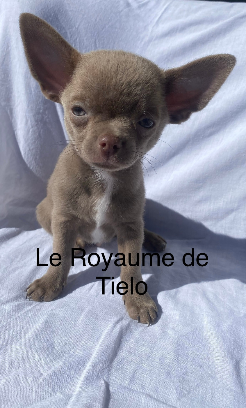du Royaume De Tielo - Chiots disponibles - Chihuahua