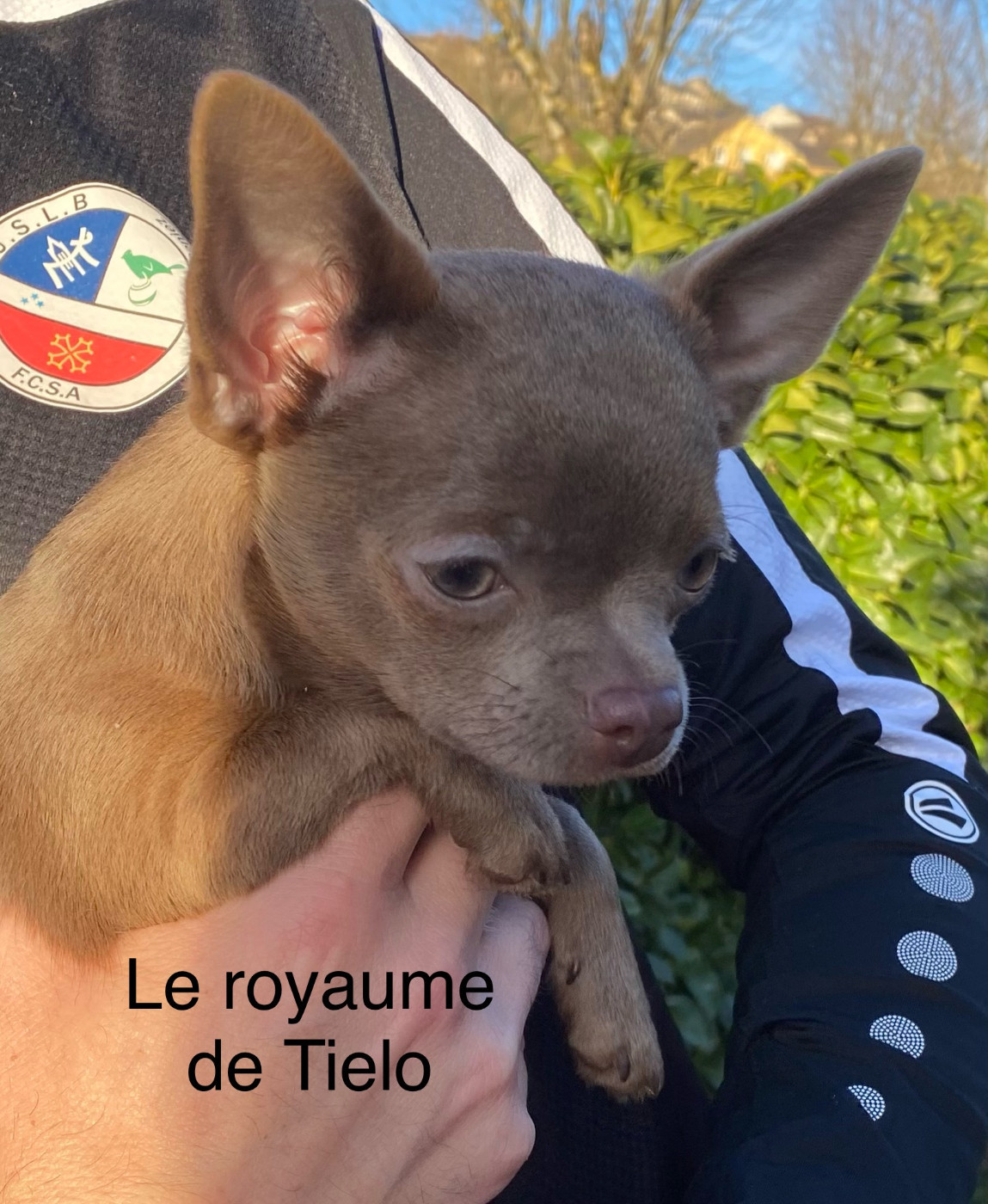 du Royaume De Tielo - Chiots disponibles - Chihuahua