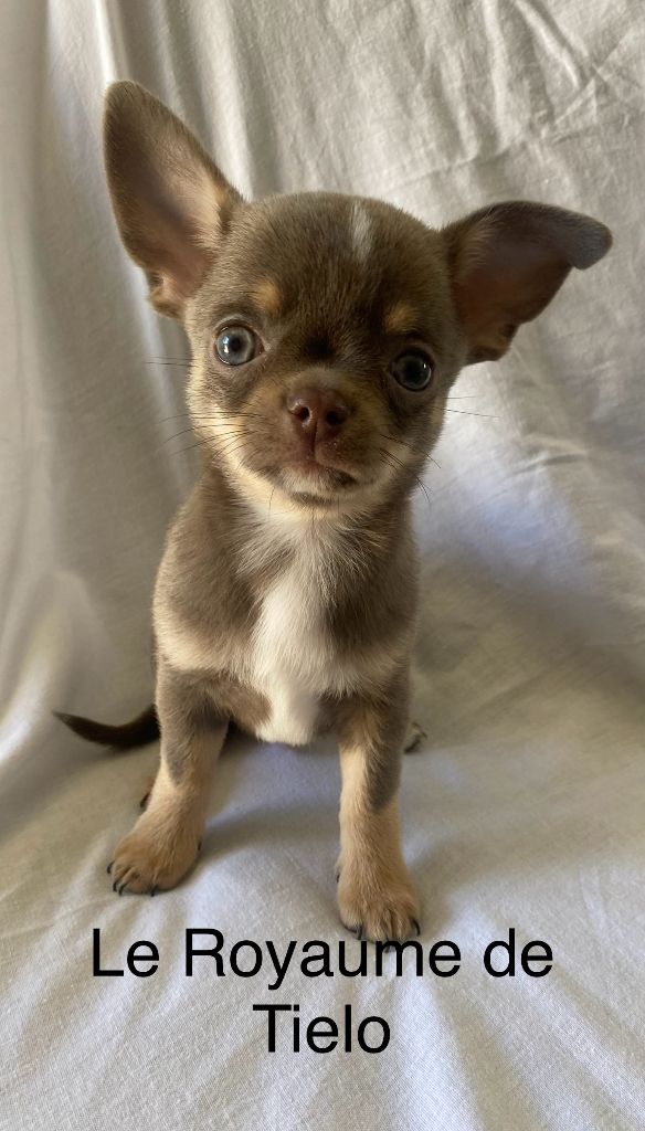 du Royaume De Tielo - Chiots disponibles - Chihuahua